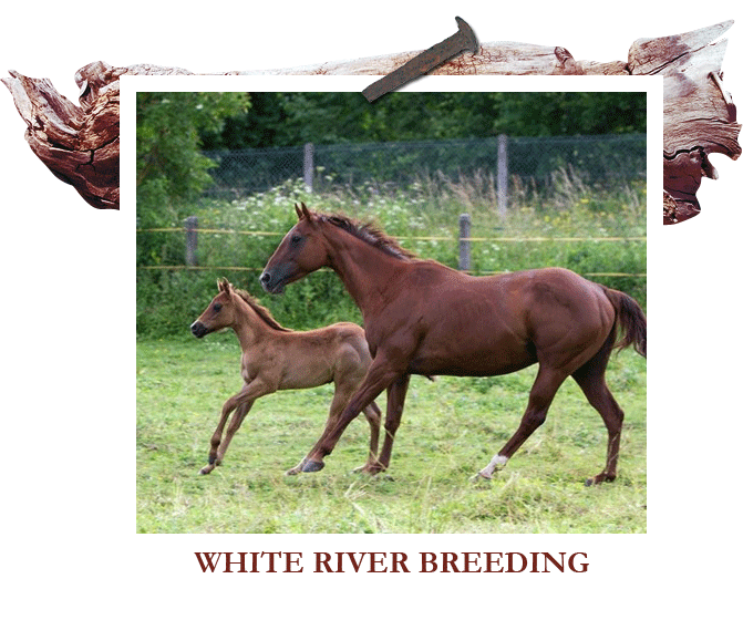 White River Breeding